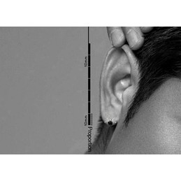 Men's Spider-shaped Titanium Earrings 