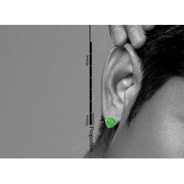 Round Carved Jade Earrings Titanium